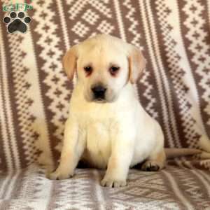 Eddie, Yellow Labrador Retriever Puppy