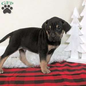 Eddie, Catahoula Bulldog Puppy