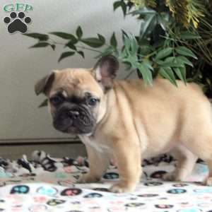 Eddie, French Bulldog Puppy