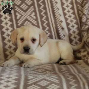 Eddie, Yellow Labrador Retriever Puppy