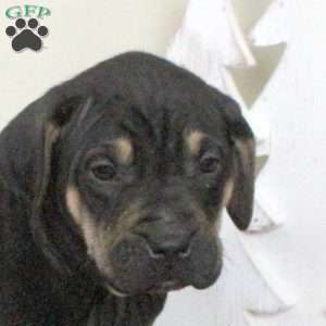 Eddie, Catahoula Bulldog Puppy