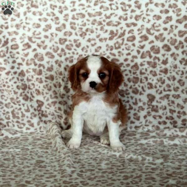 Ella, Cavalier King Charles Spaniel Puppy