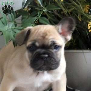 Eddie, French Bulldog Puppy