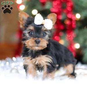 Eden, Yorkie Puppy
