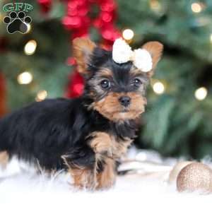 Eden, Yorkie Puppy
