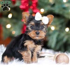 Eden, Yorkie Puppy