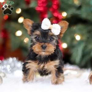 Eden, Yorkie Puppy