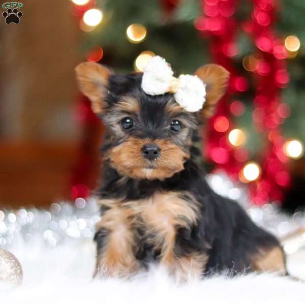 Eden, Yorkie Puppy