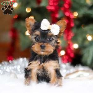 Eden, Yorkie Puppy