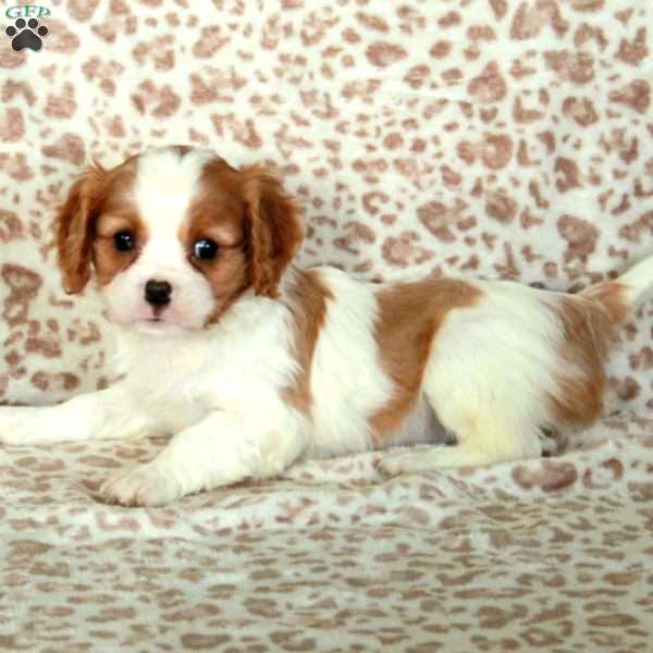 Eden, Cavalier King Charles Spaniel Puppy