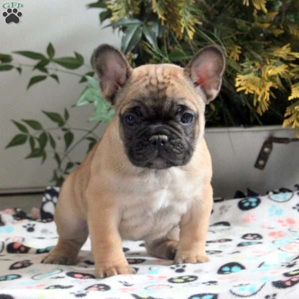 Eden, French Bulldog Puppy