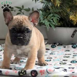 Eden, French Bulldog Puppy