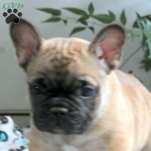 Eden, French Bulldog Puppy