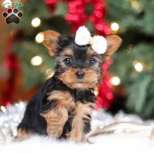 Eden, Yorkie Puppy