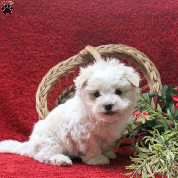 Eeyore, Teddy Bear Puppy