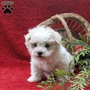 Eeyore, Teddy Bear Puppy