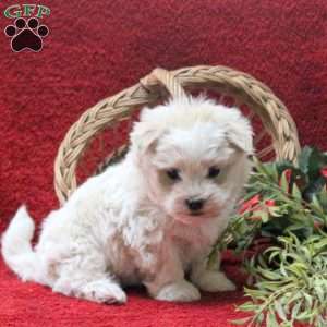 Eeyore, Teddy Bear Puppy