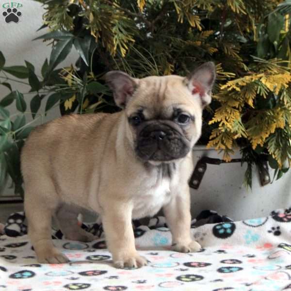 Effie, French Bulldog Puppy