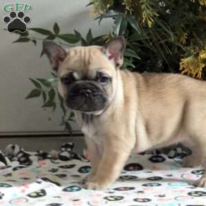 Effie, French Bulldog Puppy