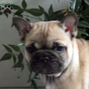 Effie, French Bulldog Puppy