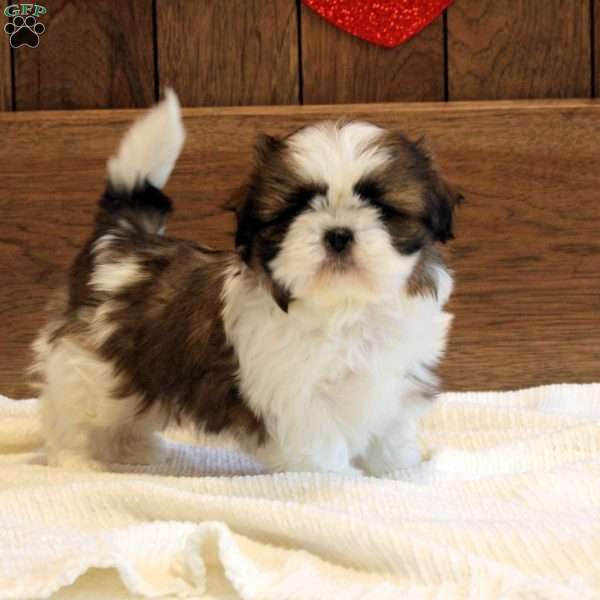 Ella, Shih Tzu Puppy