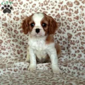 Eddie, Cavalier King Charles Spaniel Puppy