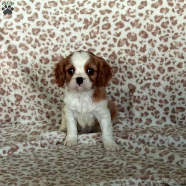 Eddie, Cavalier King Charles Spaniel Puppy