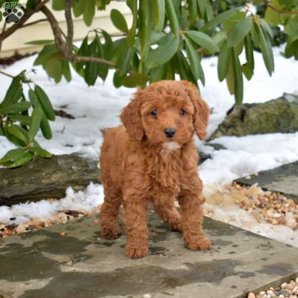 Ellie, Cavapoo Puppy