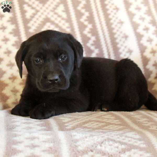 Ellie, Black Labrador Retriever Puppy