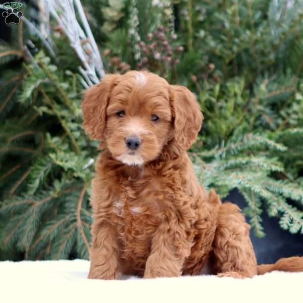 Ellie, Mini Goldendoodle Puppy