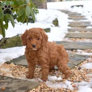 Ellie, Cavapoo Puppy