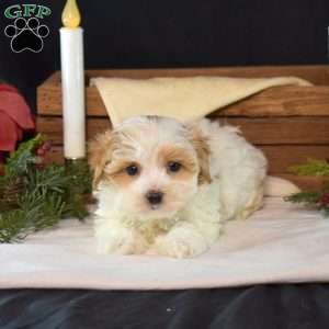 Ellie, Maltipoo Puppy