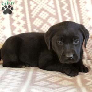 Ellie, Black Labrador Retriever Puppy