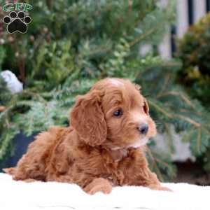 Ellie, Mini Goldendoodle Puppy