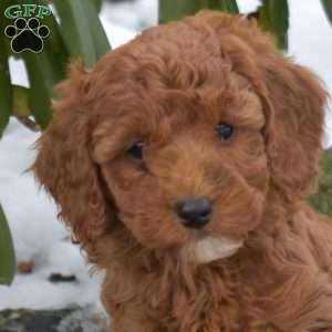 Ellie, Cavapoo Puppy
