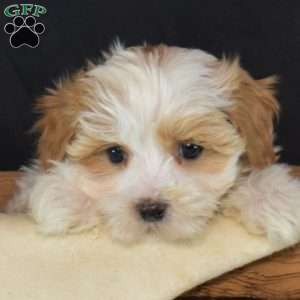 Ellie, Maltipoo Puppy