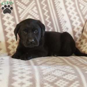 Ellie, Black Labrador Retriever Puppy