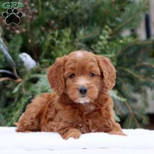 Ellie, Mini Goldendoodle Puppy