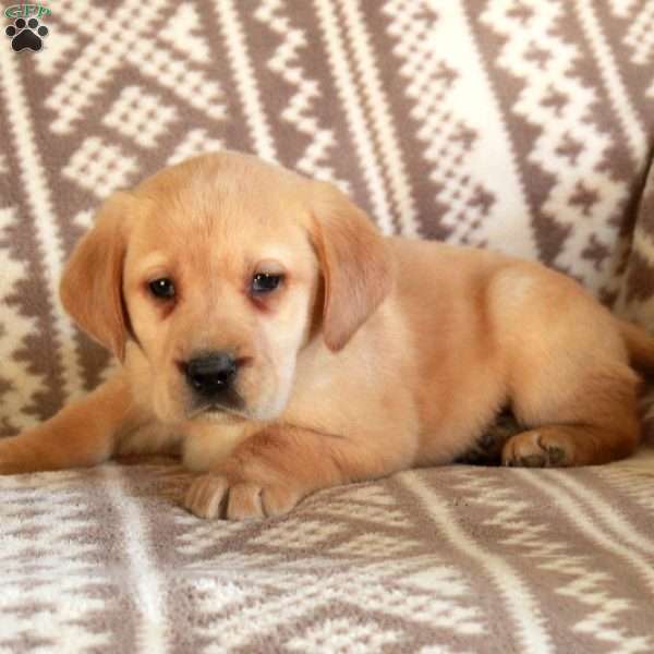 Ellis, Yellow Labrador Retriever Puppy