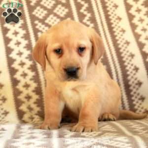 Ellis, Yellow Labrador Retriever Puppy