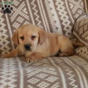 Ellis, Yellow Labrador Retriever Puppy
