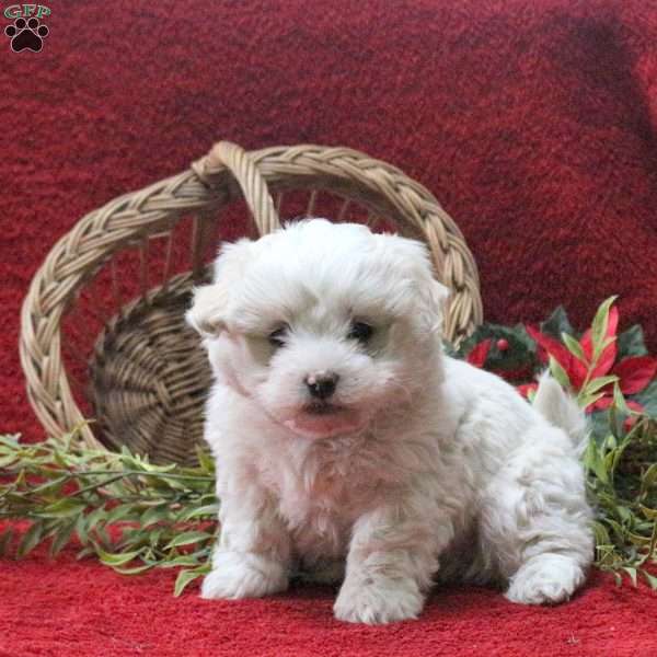 Elmo, Teddy Bear Puppy