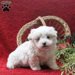 Elmo, Teddy Bear Puppy