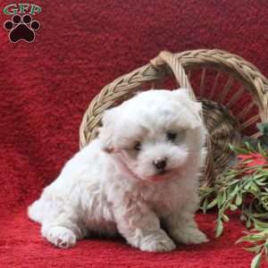 Elmo, Teddy Bear Puppy