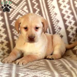 Elsa, Yellow Labrador Retriever Puppy