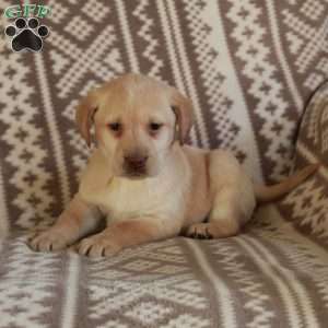 Elsa, Yellow Labrador Retriever Puppy