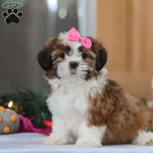 Elsie, Shih Tzu Puppy