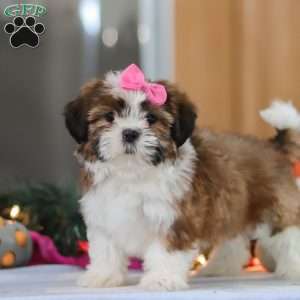Elsie, Shih Tzu Puppy