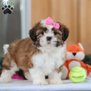 Elsie, Shih Tzu Puppy