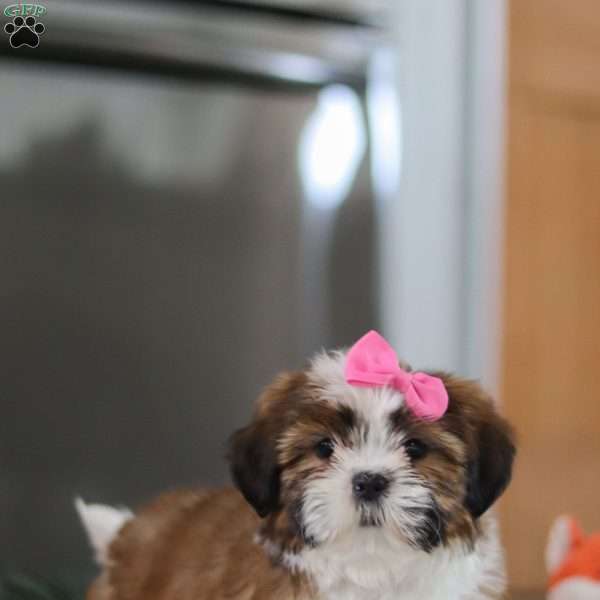 Elsie, Shih Tzu Puppy